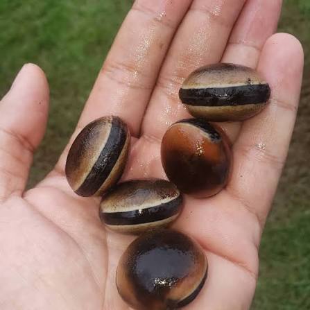 Ojo De Venado